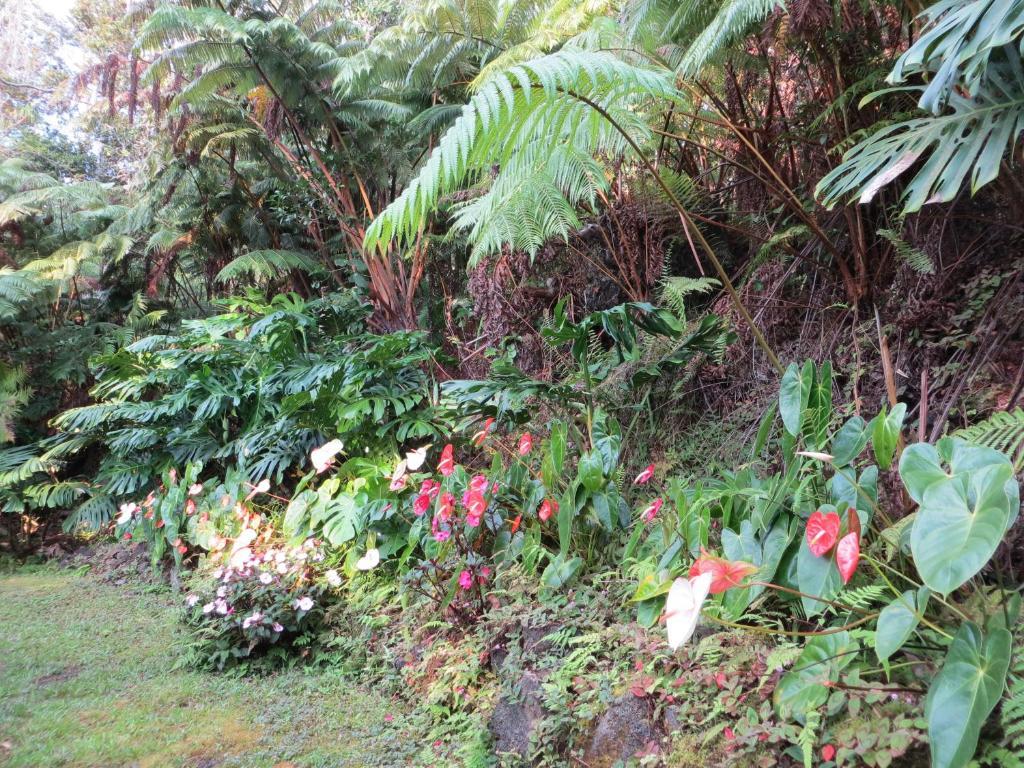 Carson'S Kaloko Mountain Cabin Kailua-Kona Exterior foto